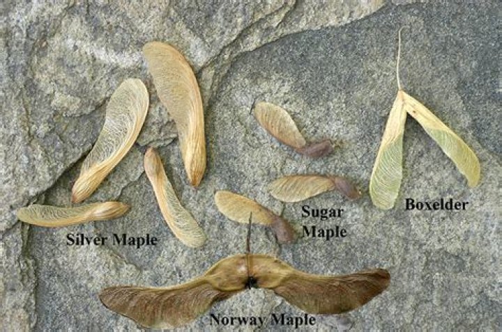 What maple trees have helicopter seeds