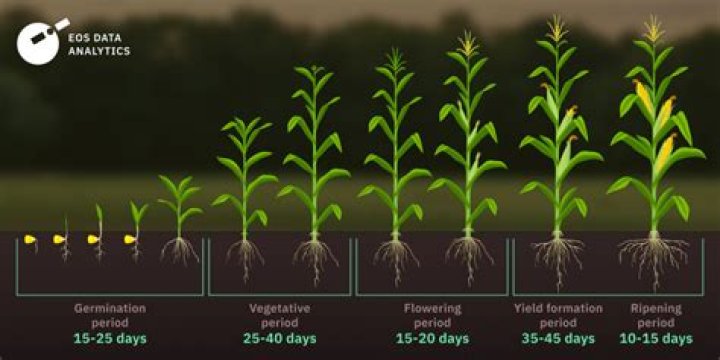 What minerals does corn need to grow