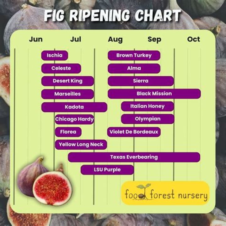 What month do figs ripen in Australia
