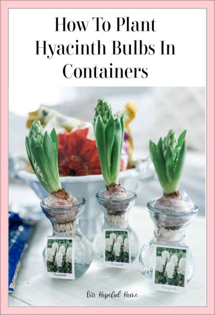 What month do you plant hyacinth bulbs