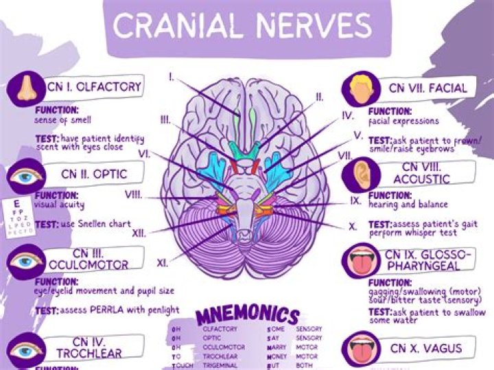 What muscles does cranial nerve 11 innervate
