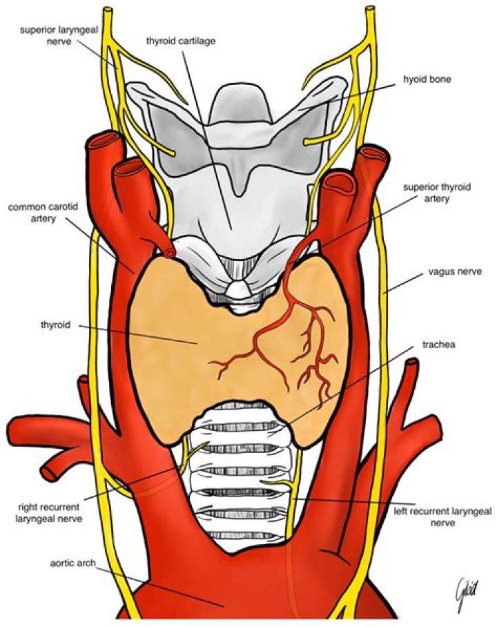 What nerve innervates the thyroid gland
