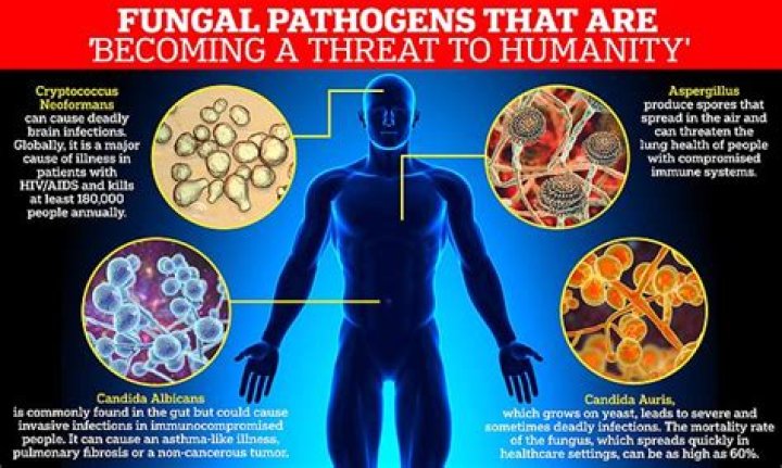 What other ways are fungi useful to humans?