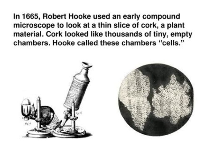 What part of the cell was Hooke actually observing