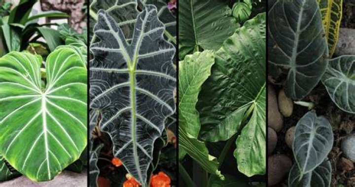 What part of the elephant ear plant is poisonous?