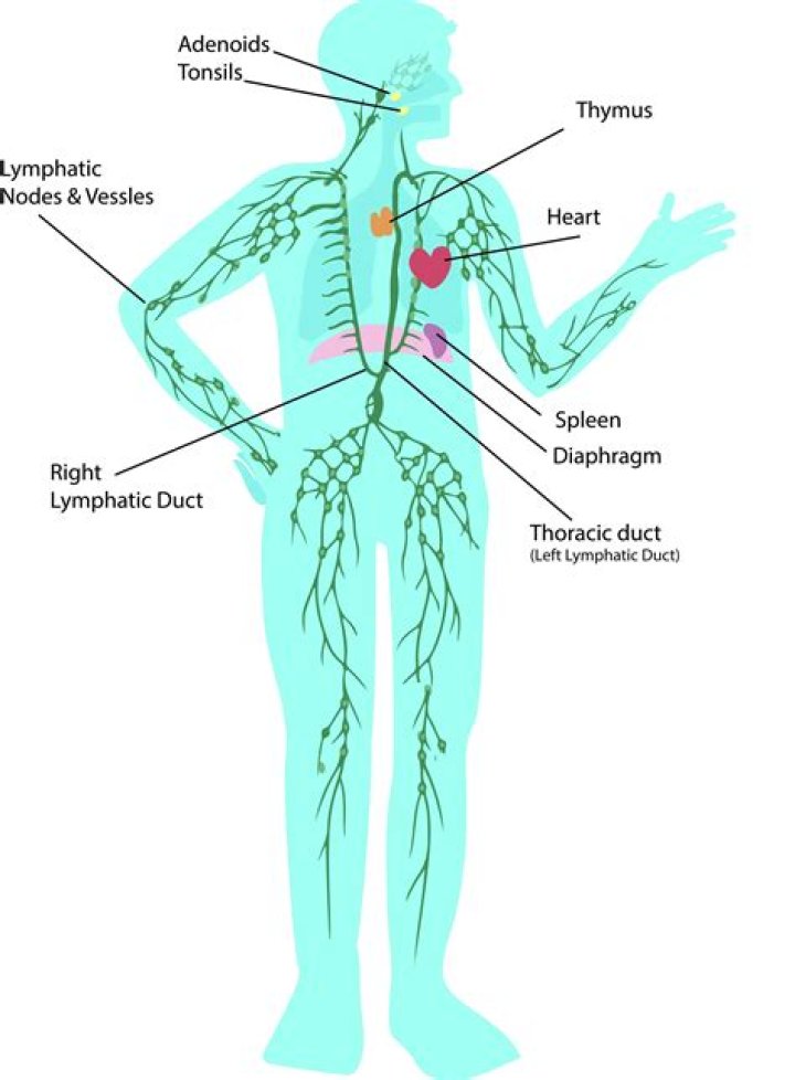 What parts are in the lymphatic system?