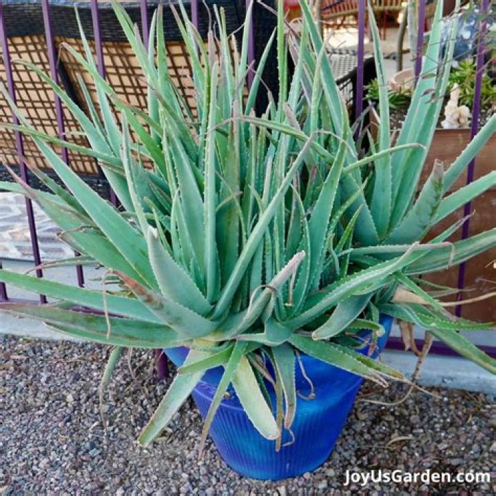 What plant looks like an aloe vera plant?