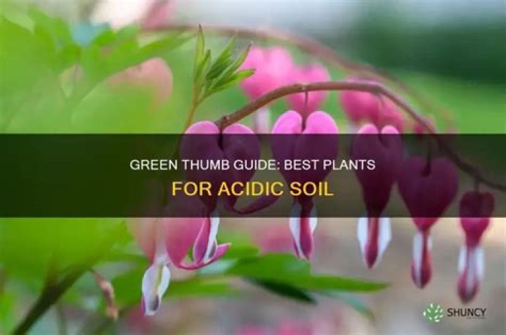What plants are good for acidic soil