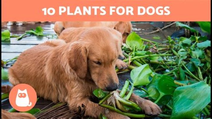 What plants can dogs eat