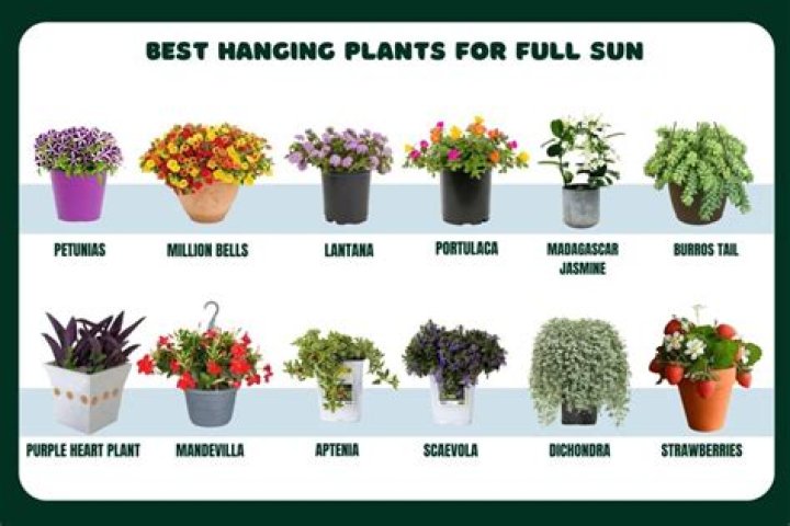 What plants can handle full sun?