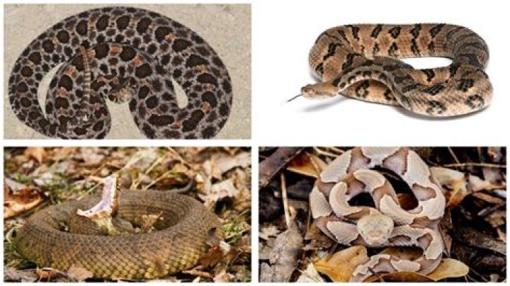 What poisonous snakes are in Arkansas