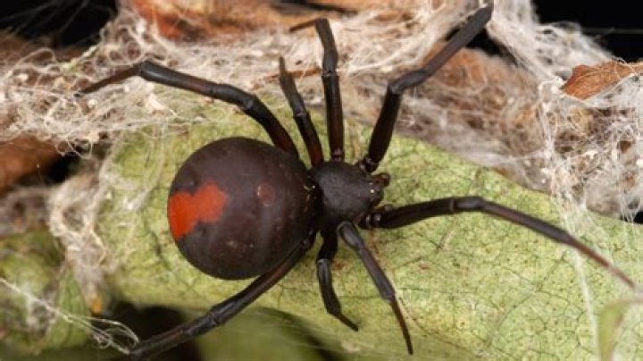 What poisonous spiders live in Ohio