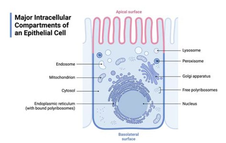 What purpose do epithelial cells serve