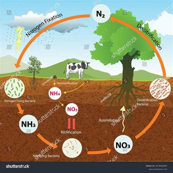 What role do plants play in the nitrogen cycle?