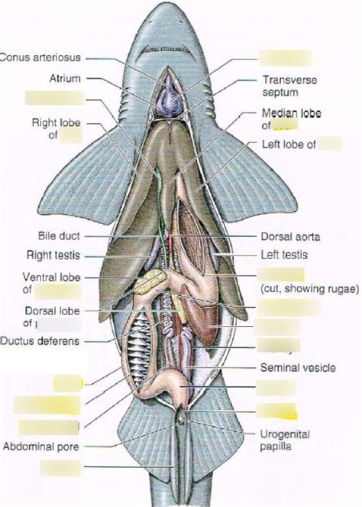 What shape is the stomach of the shark