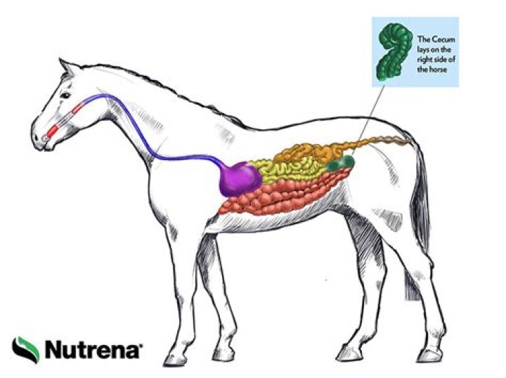What side is the horse cecum on