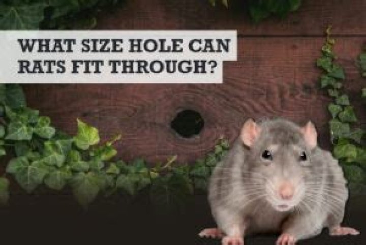 What size hole can a rat get through