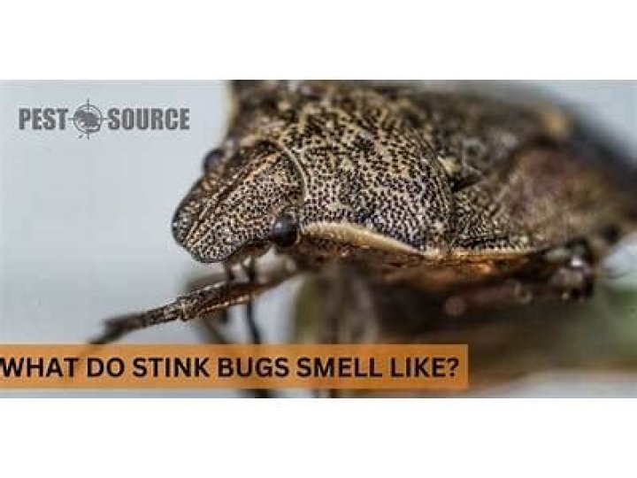 What smell are stink bugs attracted to