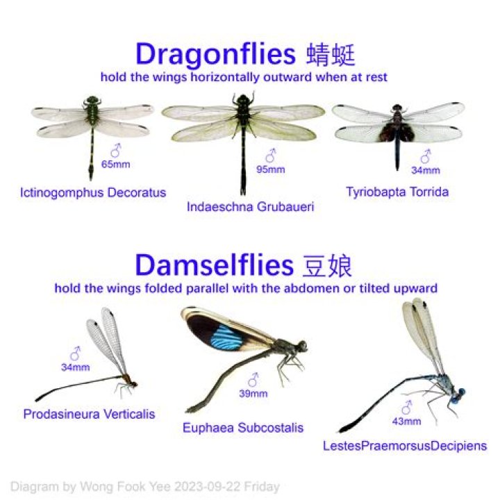 What species are dragonflies most closely related to?