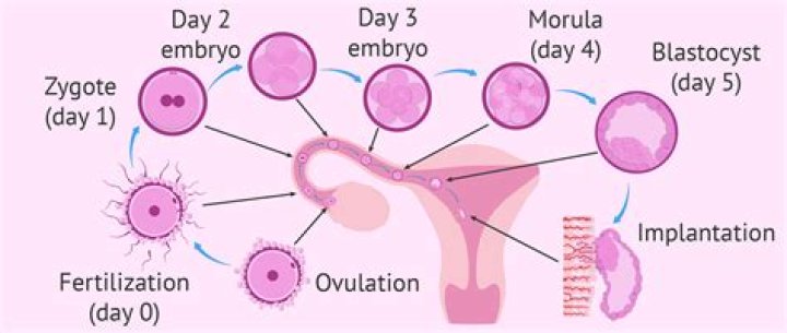 What stage happens 6 days after fertilization