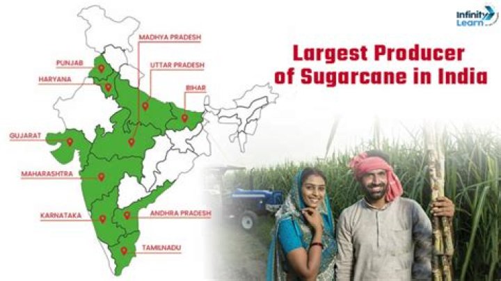 What state is the largest producer of carrots?