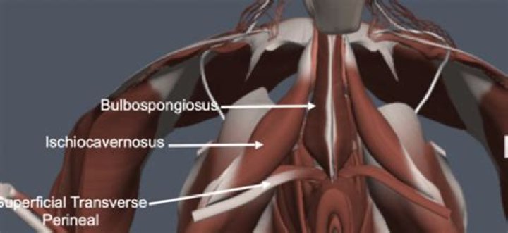 What structures do the Ischiocavernosus muscle and Bulbospongiosus muscle attach to the perineum