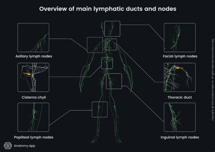 What structures merge to form lymphatic ducts