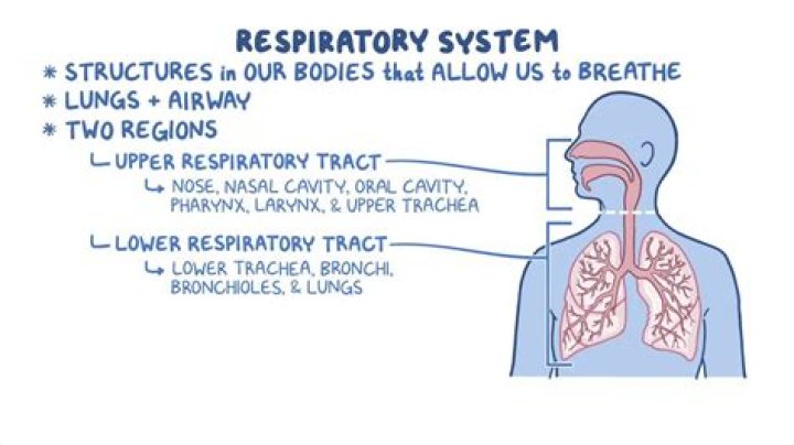 What system does the respiratory system distribute oxygen to the body?