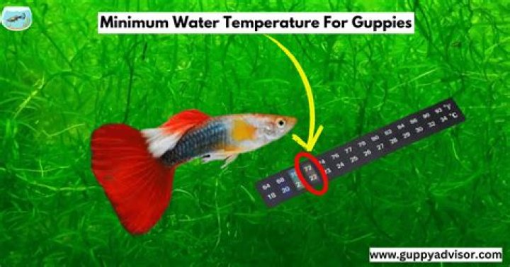 What temperature do guppies need to live in