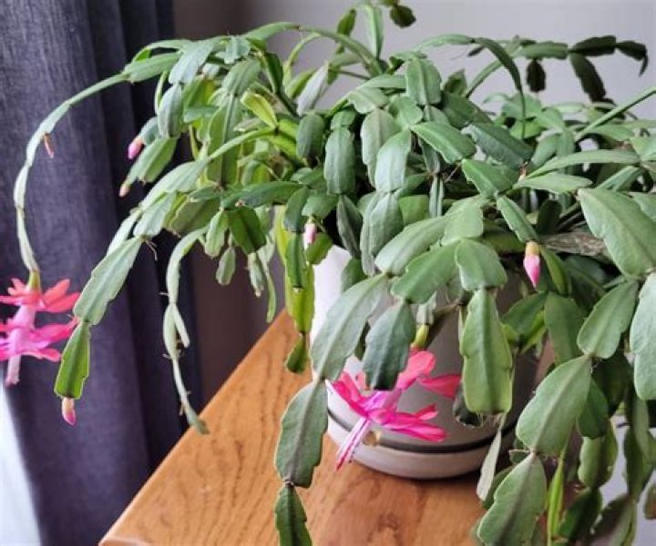 What temperature is too cold for Christmas cactus?