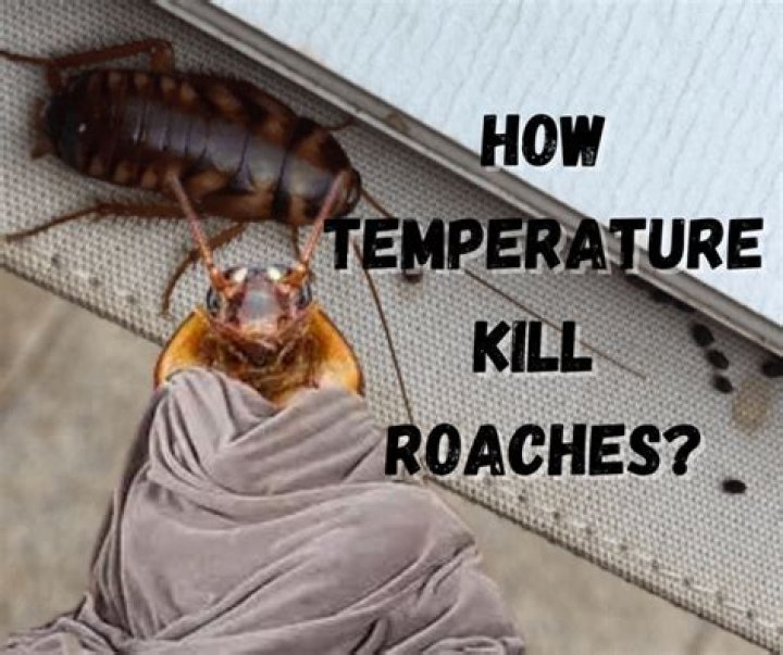 What temperature kills roaches