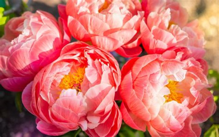 What time of year can you get peonies