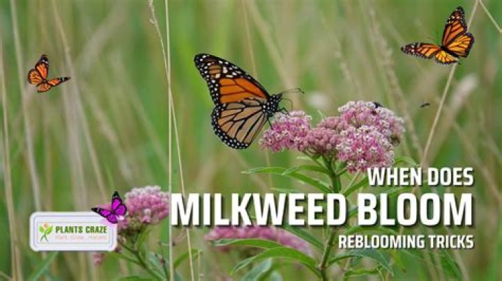 What time of year does milkweed bloom