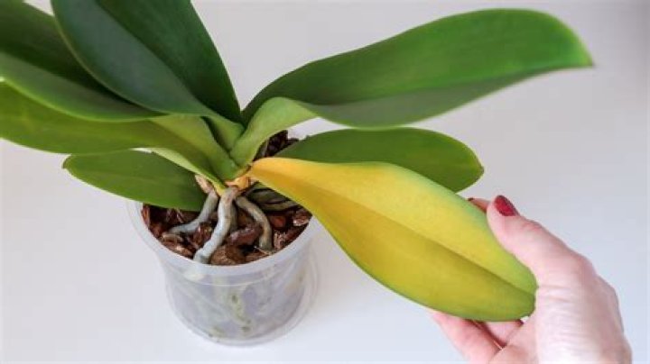 What to do with dying orchid leaves