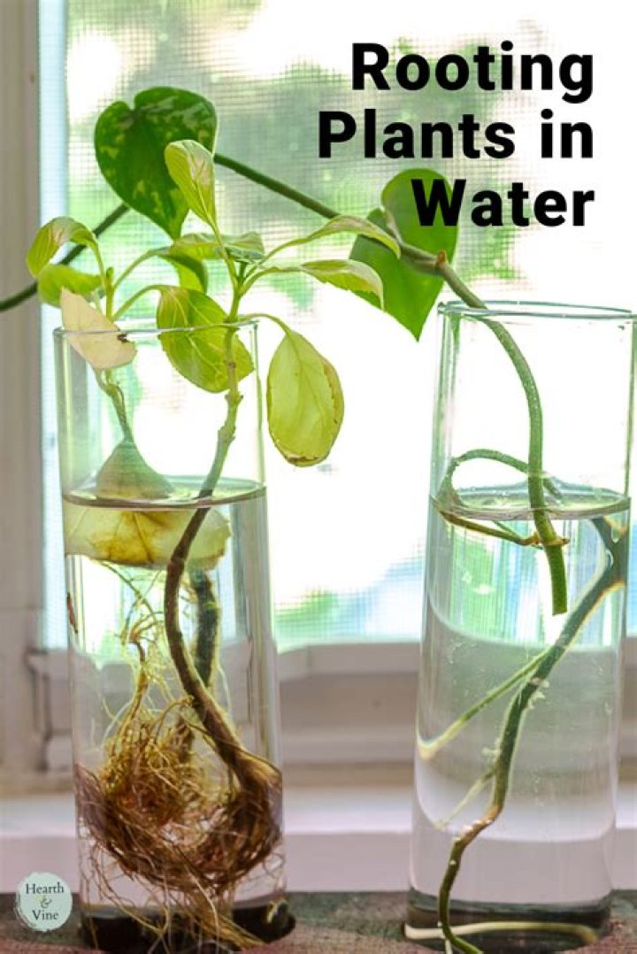 What to put in water to help plants grow?