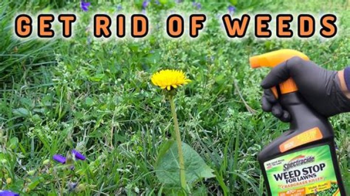 What to use to kill weeds in bermudagrass
