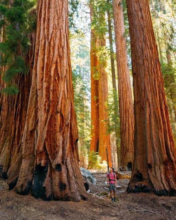 What trees are in Northern California