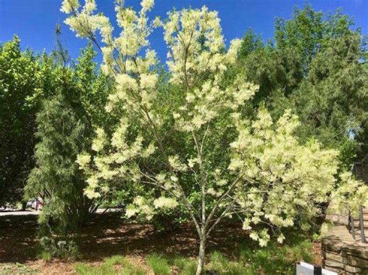 What trees are native to Oklahoma