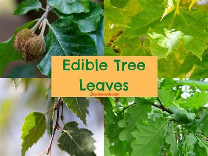 What trees have edible leaves