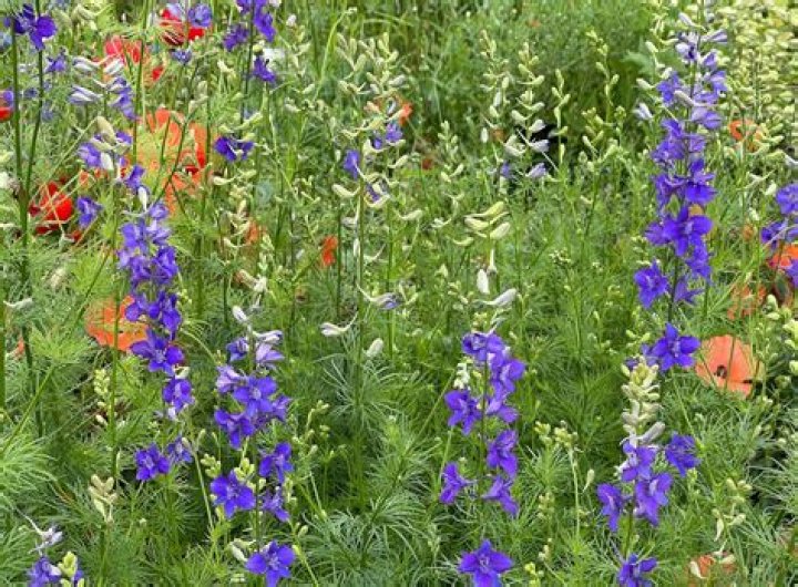 What type of flower is a Larkspur?