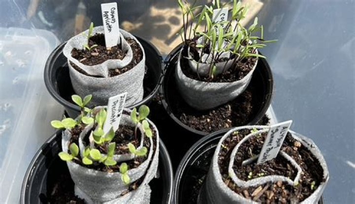 What type of light is best for starting seeds