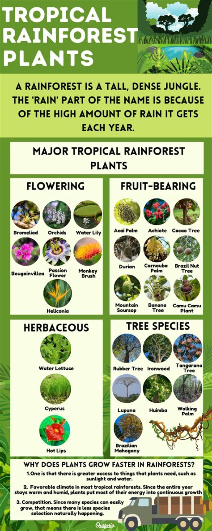 What type of plants and animals live in the tropical rainforest