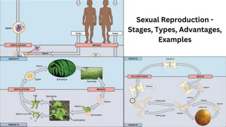 What type of reproduction is sexual reproduction?