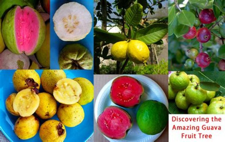What type of root does guava have?