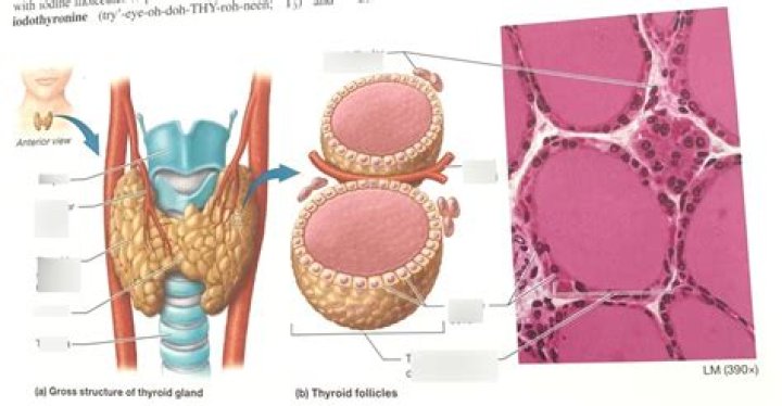 What type of tissue is thyroid gland