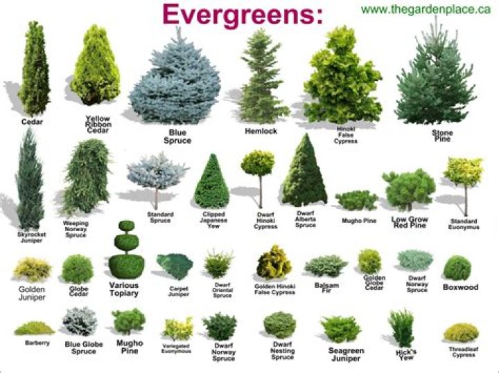 What type of tree stays green all year round?
