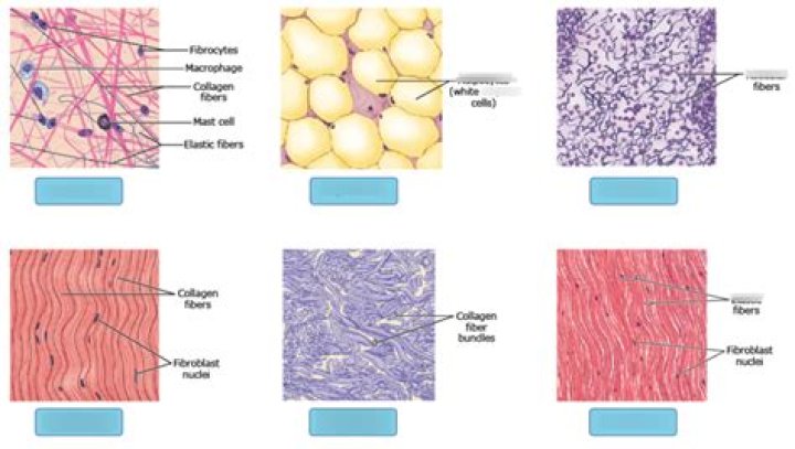 What types of cells are in connective tissue