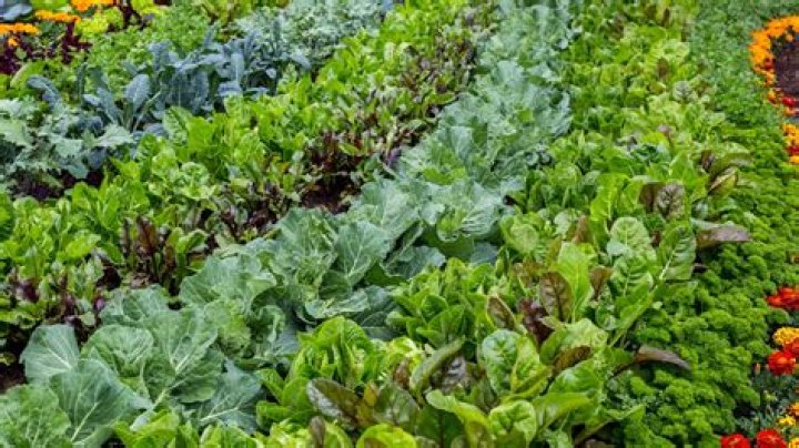 What vegetables grow well in Seattle