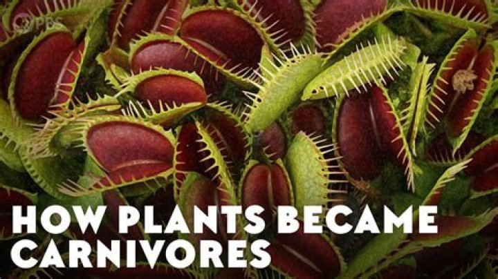 What was the first carnivorous plant?