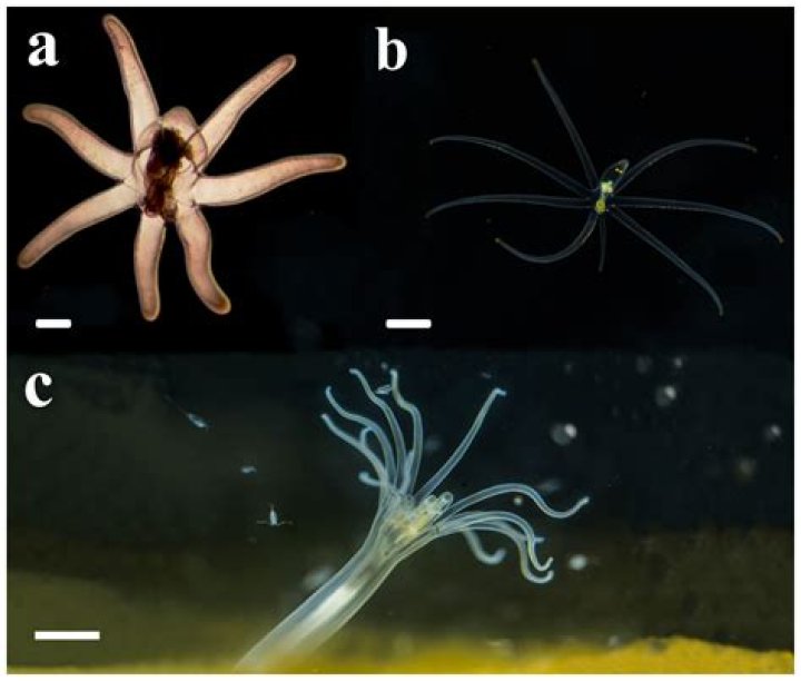 What will Thinset adhere to